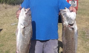 Boet se Baai se kabeljoue